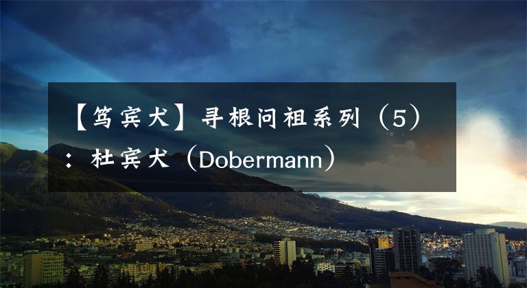 【篤賓犬】尋根問(wèn)祖系列（5）：杜賓犬（Dobermann）