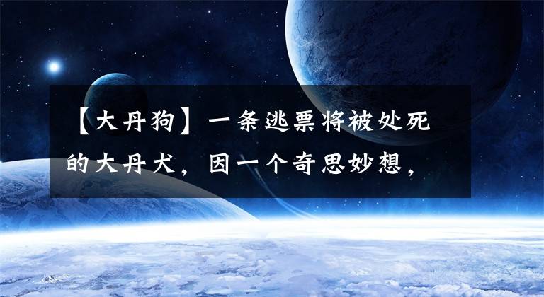 【大丹狗】一條逃票將被處死的大丹犬，因一個(gè)奇思妙想，成就了它傳奇的一生