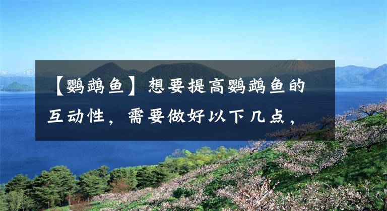 【鸚鵡魚】想要提高鸚鵡魚的互動性，需要做好以下幾點，輕松化解心理壓抑