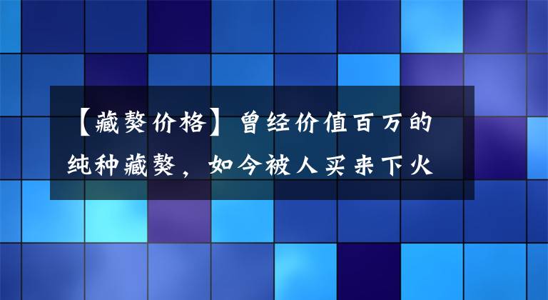 【藏獒價格】曾經(jīng)價值百萬的純種藏獒，如今被人買來下火鍋，只賣幾百元！