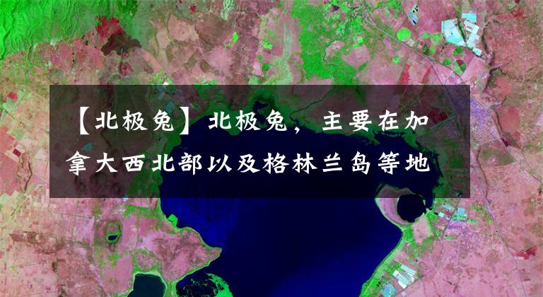 【北極兔】北極兔，主要在加拿大西北部以及格林蘭島等地區(qū)活躍