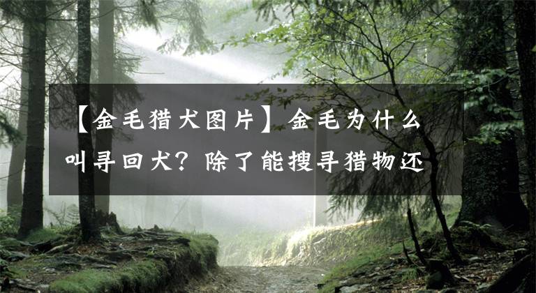 【金毛獵犬圖片】金毛為什么叫尋回犬？除了能搜尋獵物還有啥？