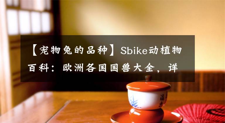 【寵物兔的品種】Sbike動(dòng)植物百科：歐洲各國(guó)國(guó)獸大全，詳細(xì)介紹及美圖欣賞