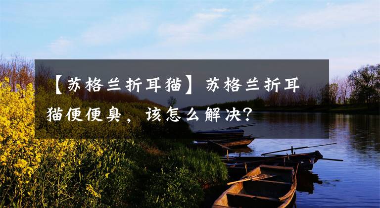 【蘇格蘭折耳貓】蘇格蘭折耳貓便便臭，該怎么解決？