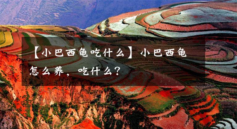 【小巴西龜吃什么】小巴西龜怎么養(yǎng)，吃什么？