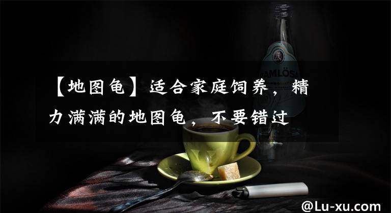 【地圖龜】適合家庭飼養(yǎng)，精力滿滿的地圖龜，不要錯(cuò)過(guò)