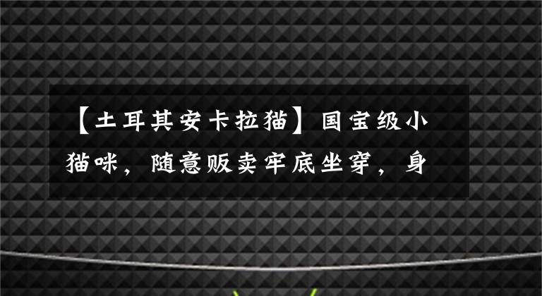 【土耳其安卡拉貓】國寶級小貓咪，隨意販賣牢底坐穿，身價超級高的土耳其梵貓