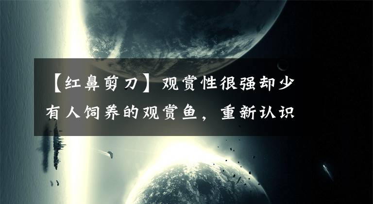 【紅鼻剪刀】觀賞性很強(qiáng)卻少有人飼養(yǎng)的觀賞魚，重新認(rèn)識(shí)一下它，神仙魚好伴侶