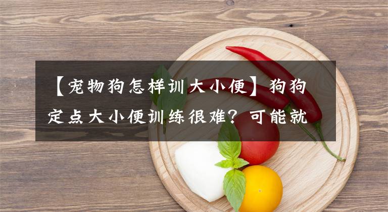 【寵物狗怎樣訓大小便】狗狗定點大小便訓練很難？可能就只少了你的耐心