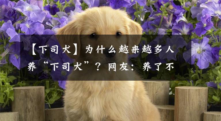 【下司犬】為什么越來越多人養(yǎng)“下司犬”？網(wǎng)友：養(yǎng)了不后悔