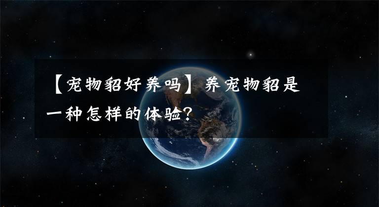 【寵物貂好養(yǎng)嗎】養(yǎng)寵物貂是一種怎樣的體驗(yàn)？