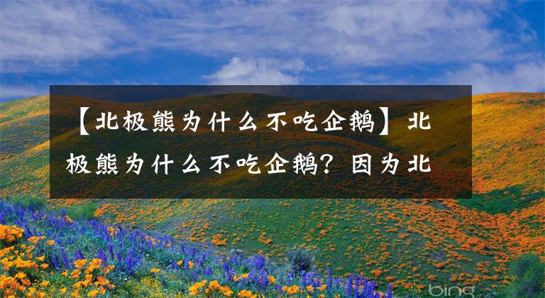 【北極熊為什么不吃企鵝】北極熊為什么不吃企鵝？因?yàn)楸睒O的“企鵝”被人類吃滅絕了