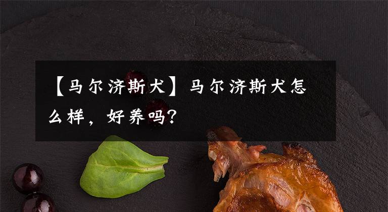 【馬爾濟(jì)斯犬】馬爾濟(jì)斯犬怎么樣，好養(yǎng)嗎？