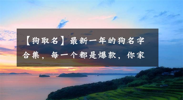 【狗取名】最新一年的狗名字合集，每一個都是爆款，你家狗名字也在其中嗎？