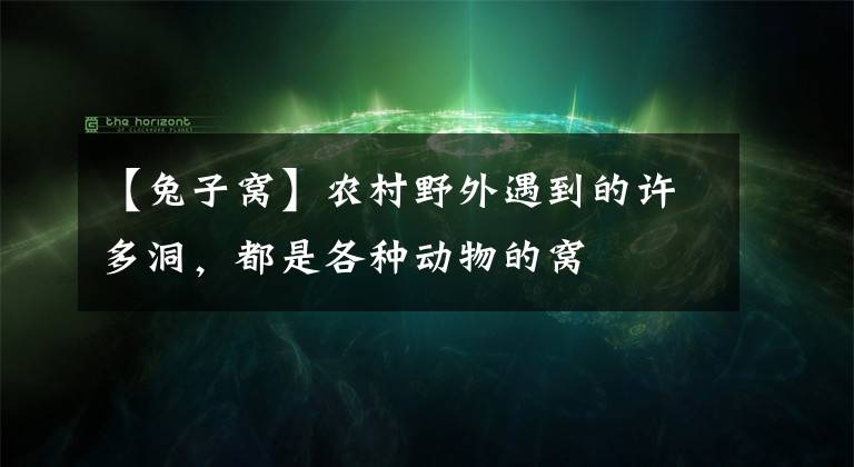 【兔子窩】農(nóng)村野外遇到的許多洞，都是各種動物的窩