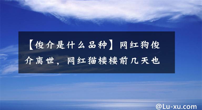 【俊介是什么品種】網(wǎng)紅狗俊介離世，網(wǎng)紅貓樓樓前幾天也去世了，上帝一定想小可愛了