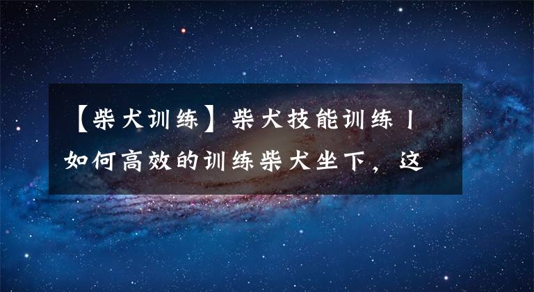 【柴犬訓練】柴犬技能訓練丨如何高效的訓練柴犬坐下，這一篇教會你