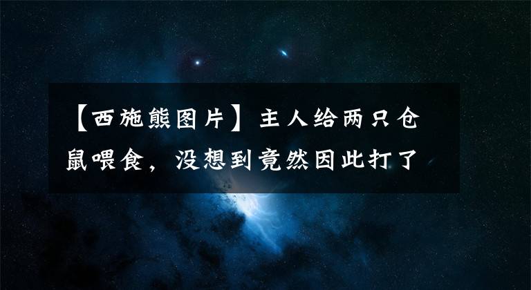 【西施熊圖片】主人給兩只倉(cāng)鼠喂食，沒(méi)想到竟然因此打了起來(lái)，鼠：一巴掌扇飛