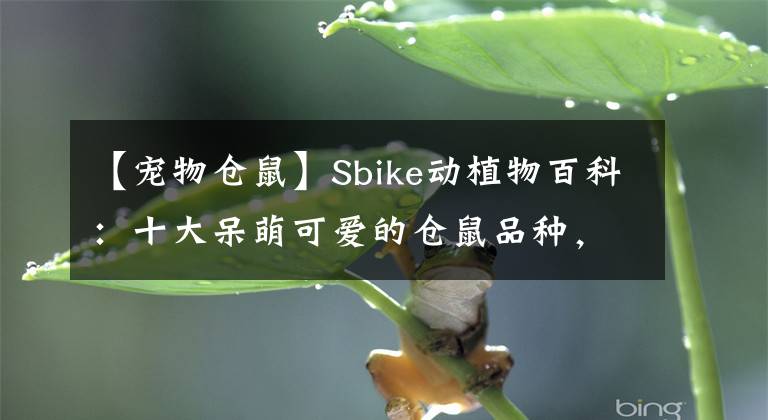 【寵物倉鼠】Sbike動植物百科：十大呆萌可愛的倉鼠品種，讓主人幸福滿滿