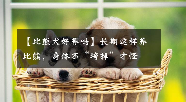 【比熊犬好養(yǎng)嗎】長(zhǎng)期這樣養(yǎng)比熊，身體不“垮掉”才怪