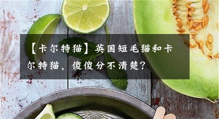 【卡爾特貓】英國短毛貓和卡爾特貓，傻傻分不清楚？