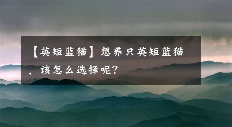 【英短藍(lán)貓】想養(yǎng)只英短藍(lán)貓，該怎么選擇呢？