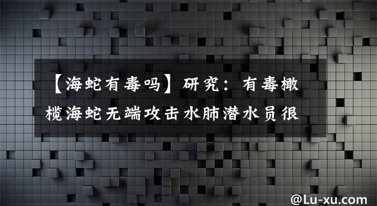 【海蛇有毒嗎】研究：有毒橄欖海蛇無(wú)端攻擊水肺潛水員很可能跟交配有關(guān)