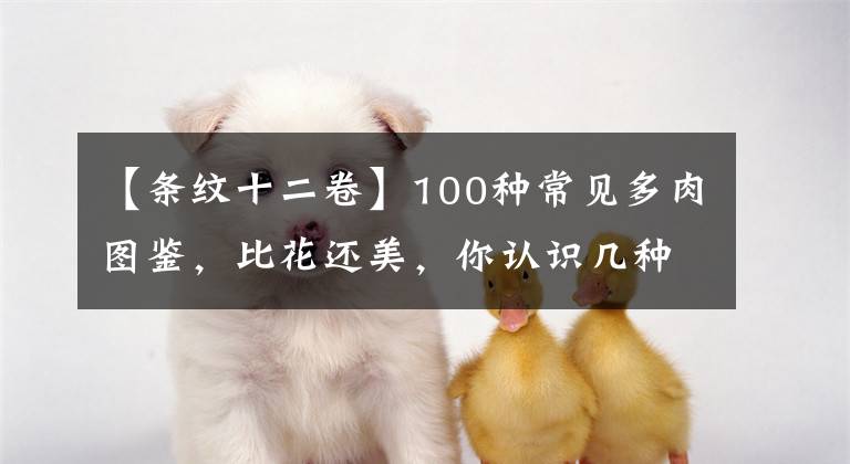 【條紋十二卷】100種常見多肉圖鑒，比花還美，你認(rèn)識幾種？