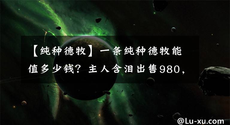 【純種德牧】一條純種德牧能值多少錢？主人含淚出售980，瞬間感覺賣虧了！