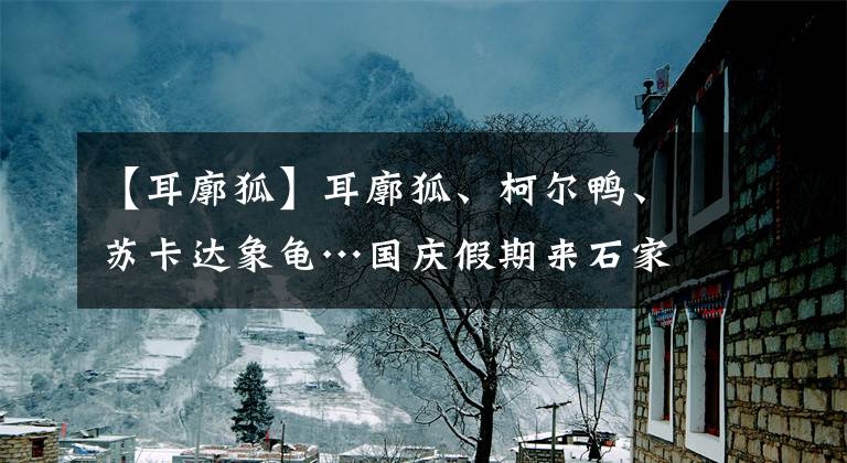 【耳廓狐】耳廓狐、柯?tīng)桒?、蘇卡達(dá)象龜…國(guó)慶假期來(lái)石家莊動(dòng)物園看萌萌小可愛(ài)吧