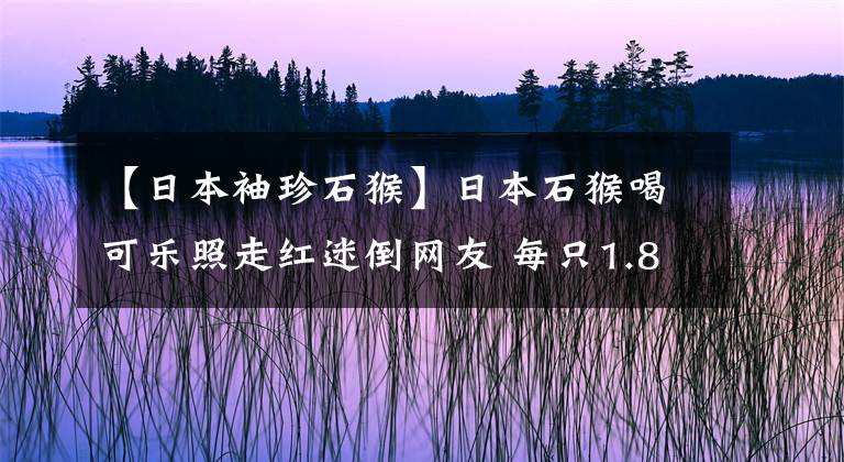 【日本袖珍石猴】日本石猴喝可樂照走紅迷倒網(wǎng)友 每只1.8萬元專家稱可傳播致命病毒