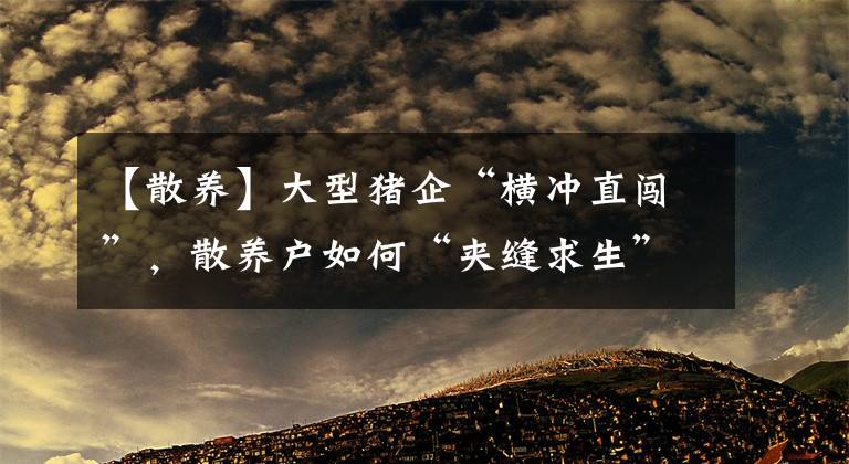 【散養(yǎng)】大型豬企“橫沖直闖”，散養(yǎng)戶如何“夾縫求生”？試試這3種方法