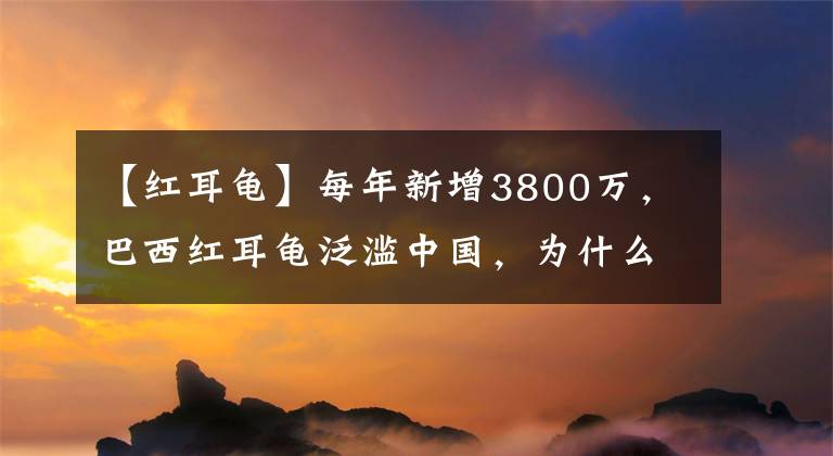 【紅耳龜】每年新增3800萬，巴西紅耳龜泛濫中國，為什么不發(fā)動吃貨消滅