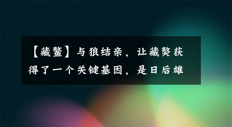 【藏鰲】與狼結親，讓藏獒獲得了一個關鍵基因，是日后雄踞高原的前提