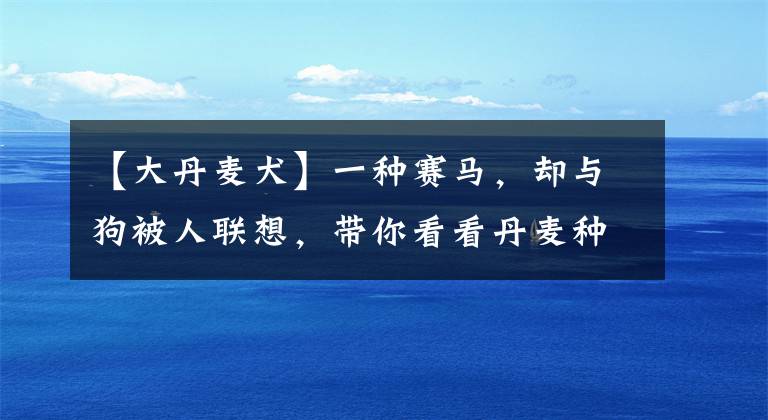 【大丹麥犬】一種賽馬，卻與狗被人聯(lián)想，帶你看看丹麥種馬，世界只有600匹