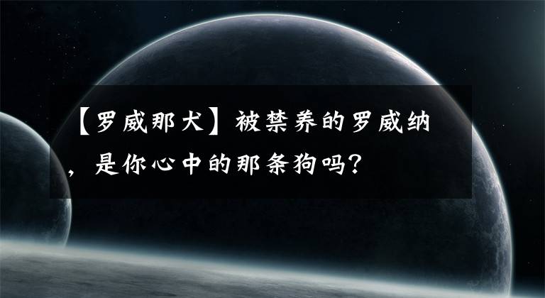 【羅威那犬】被禁養(yǎng)的羅威納，是你心中的那條狗嗎？