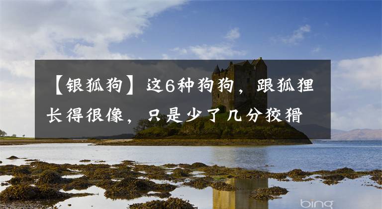 【銀狐狗】這6種狗狗，跟狐貍長得很像，只是少了幾分狡猾，多了些許可愛！