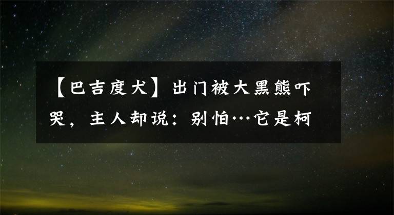 【巴吉度犬】出門被大黑熊嚇哭，主人卻說(shuō)：別怕…它是柯基的崽