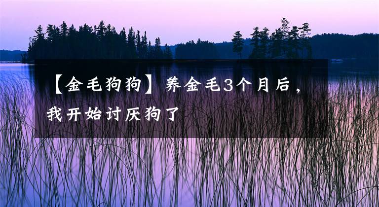 【金毛狗狗】養(yǎng)金毛3個(gè)月后，我開始討厭狗了