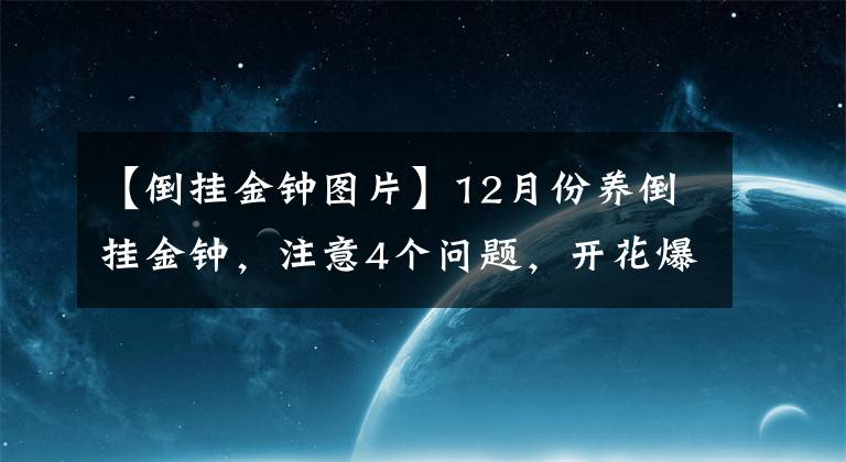 【倒掛金鐘圖片】12月份養(yǎng)倒掛金鐘，注意4個(gè)問(wèn)題，開(kāi)花爆盆沒(méi)問(wèn)題