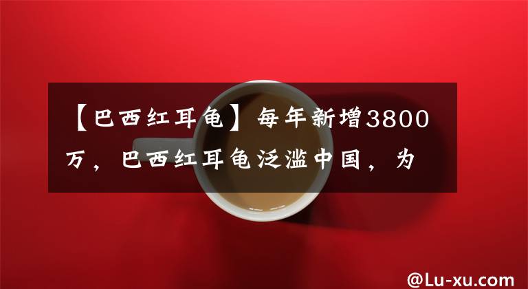 【巴西紅耳龜】每年新增3800萬，巴西紅耳龜泛濫中國，為什么不發(fā)動吃貨消滅