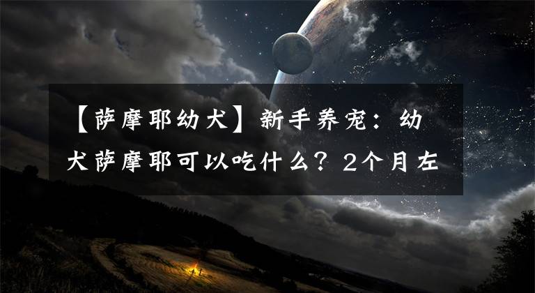 【薩摩耶幼犬】新手養(yǎng)寵：幼犬薩摩耶可以吃什么？2個月左右的幼犬飼養(yǎng)手冊