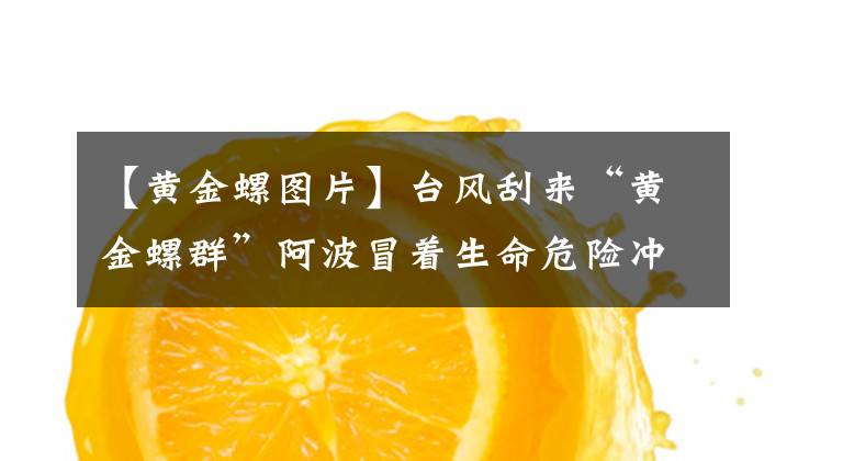 【黃金螺圖片】臺(tái)風(fēng)刮來(lái)“黃金螺群”阿波冒著生命危險(xiǎn)沖進(jìn)巨浪，比撿錢還刺激