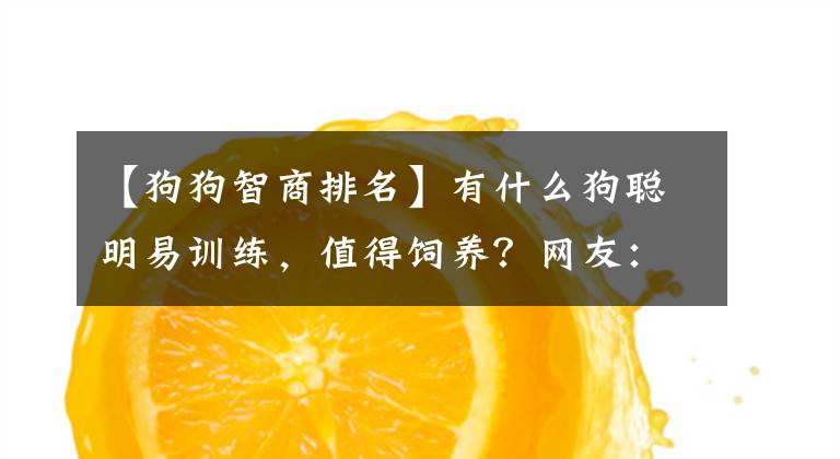 【狗狗智商排名】有什么狗聰明易訓(xùn)練，值得飼養(yǎng)？網(wǎng)友：這6種狗很不錯(cuò)