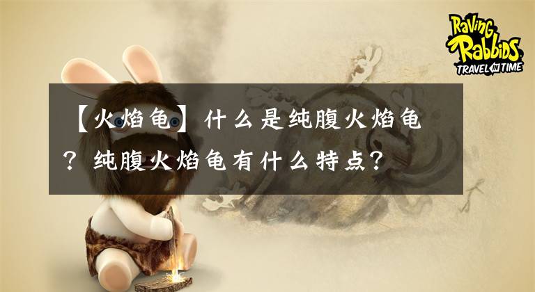 【火焰龜】什么是純腹火焰龜？純腹火焰龜有什么特點？