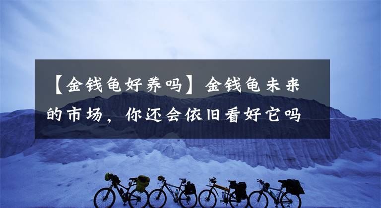 【金錢龜好養(yǎng)嗎】金錢龜未來的市場(chǎng)，你還會(huì)依舊看好它嗎？