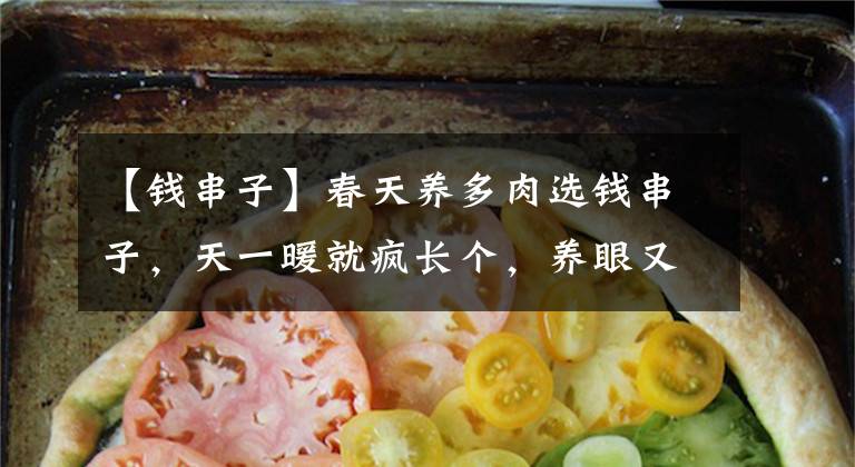 【錢串子】春天養(yǎng)多肉選錢串子，天一暖就瘋長個，養(yǎng)眼又旺家