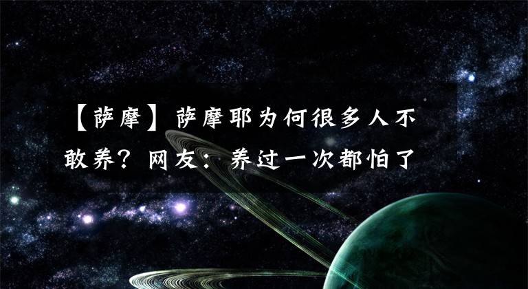 【薩摩】薩摩耶為何很多人不敢養(yǎng)？網(wǎng)友：養(yǎng)過一次都怕了