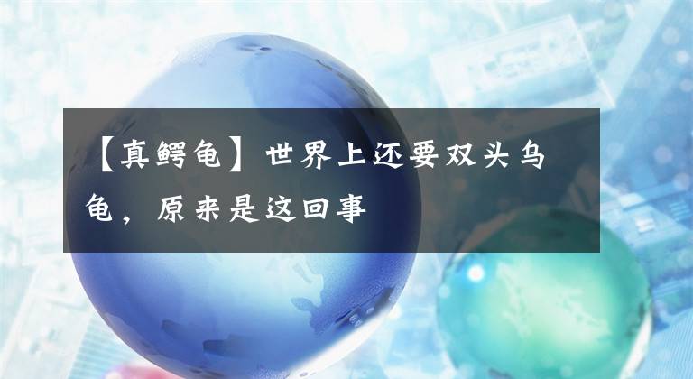 【真鱷龜】世界上還要雙頭烏龜，原來是這回事