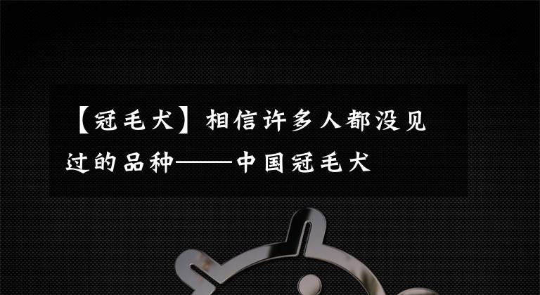 【冠毛犬】相信許多人都沒見過的品種——中國冠毛犬